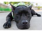 Adopt Star a American Staffordshire Terrier, Mixed Breed