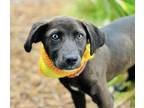 Adopt Layla $25 a Coonhound, Mixed Breed