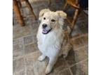 Adopt Kimber a Nova Scotia Duck Tolling Retriever