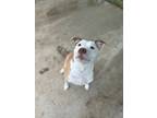 Adopt Moon a Pit Bull Terrier, Mixed Breed