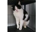 Adopt Sandy a Domestic Short Hair