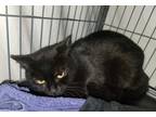 Adopt Friskey a Domestic Short Hair