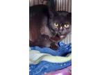 Adopt Scribbles a Domestic Short Hair