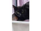 Adopt Curry a Domestic Short Hair