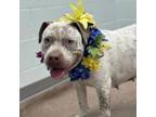 Adopt Delta a Pit Bull Terrier