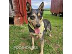 Adopt Pocahontas a Australian Cattle Dog / Blue Heeler