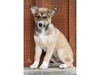 Adopt PUPPY JESSICA a Australian Shepherd, Husky