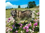 Adopt RAGDOLL a Norwegian Elkhound