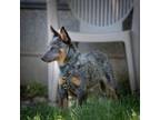 Adopt Athos a Australian Cattle Dog / Blue Heeler