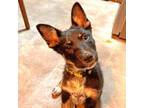 Adopt Periwinkle a Cattle Dog, Shepherd
