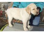 Labrador Retriever Puppy for sale in Hartford, CT, USA