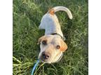 Adopt Texas a Australian Cattle Dog / Blue Heeler, Mixed Breed