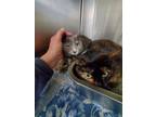 Adopt Ember & Blaze a Dilute Tortoiseshell