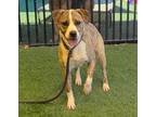 Adopt Clover a Pit Bull Terrier