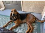 Adopt Coraline a Bloodhound