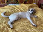 Adopt Alita DFW a Anatolian Shepherd, Great Pyrenees