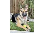 Adopt Lina a German Shepherd Dog