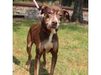 Adopt Rose D43646 a Pit Bull Terrier