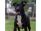 Adopt Onyx D43636 a Labrador Retriever, Pit Bull Terrier