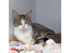 Adopt She Doesn`t Even Go Here a Domestic Short Hair