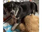Adopt Izzy a Mixed Breed