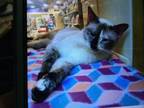 Adopt Paavana a Siamese