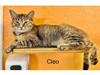 Adopt Cleo a Tabby, Domestic Short Hair