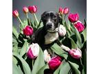 Adopt PR 53 Rainy a Pit Bull Terrier, Beagle