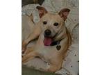 Adopt Lilly G a Labrador Retriever