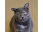 Adopt Ivy a Domestic Short Hair