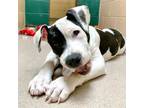 Adopt Coconut a Pit Bull Terrier, Mixed Breed