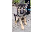 Adopt Addie IV a German Shepherd Dog