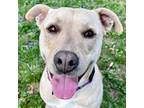Adopt Christina - Reduced Fee! a Labrador Retriever