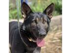 Adopt Harley a German Shepherd Dog