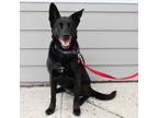 Adopt Kit a Labrador Retriever, German Shepherd Dog