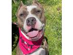 Adopt Angelina -ADOPT Me!! a American Staffordshire Terrier