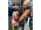 Adopt Angelina -ADOPT Me!! a American Staffordshire Terrier