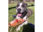 Adopt Popsicle a Pit Bull Terrier, Mixed Breed