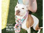 Adopt Fergie a Pit Bull Terrier, Mixed Breed