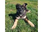 Adopt LIZZETH a German Shepherd Dog