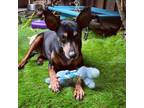 Adopt Winnie a Miniature Pinscher, Manchester Terrier