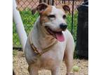 Adopt Adeline a Pit Bull Terrier