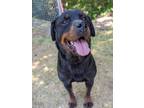 Adopt Stormy- Tag 25 a Rottweiler