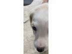 Adopt Piglet - Winnie the Pooh Litter a Mixed Breed