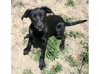 Adopt Bonnie (B Crew) a Black Labrador Retriever, Mixed Breed