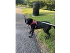 Adopt Bonnie (B Crew) a Black Labrador Retriever, Mixed Breed