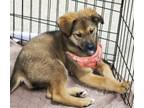 Adopt Serena (Athlete Pups) a Anatolian Shepherd, Mixed Breed