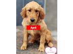 Adopt April a Golden Retriever