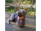 Adopt Chayote a Xoloitzcuintli / Mexican Hairless