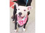 Adopt Brittany a American Staffordshire Terrier